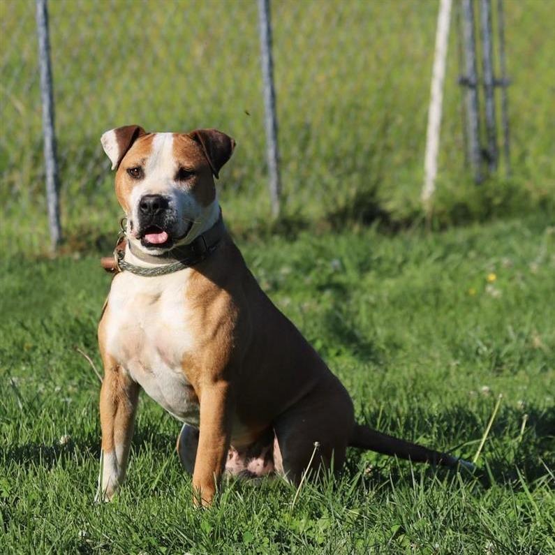 Briscoe, a Adoptable mixed breed in Fairfax, VA image 1/2