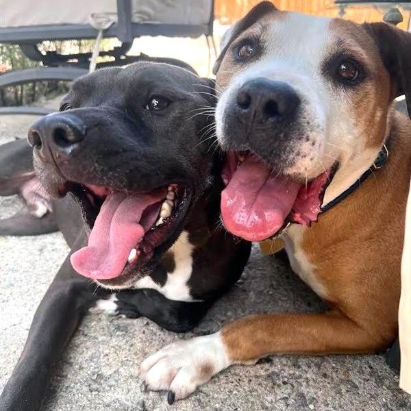 Briscoe, a Adoptable mixed breed in Fairfax, VA image 2/2