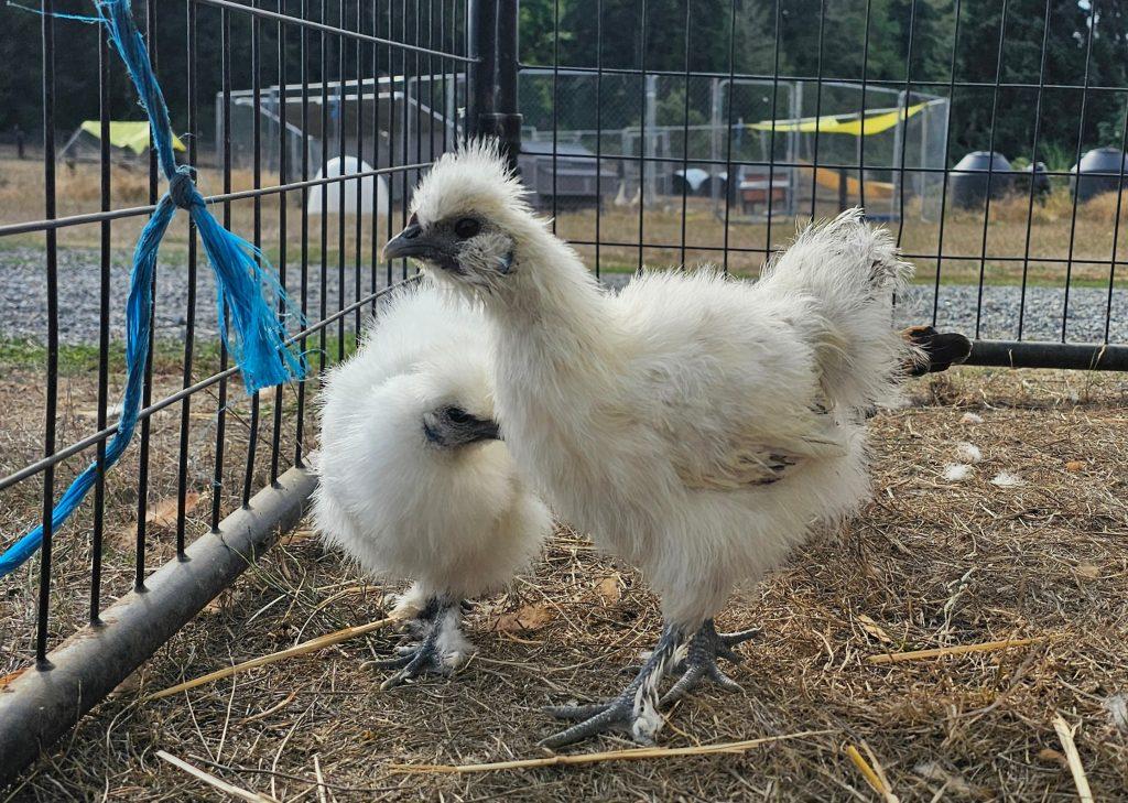 The chicks, a Adopted Chicken in Roy, WA image 1/6