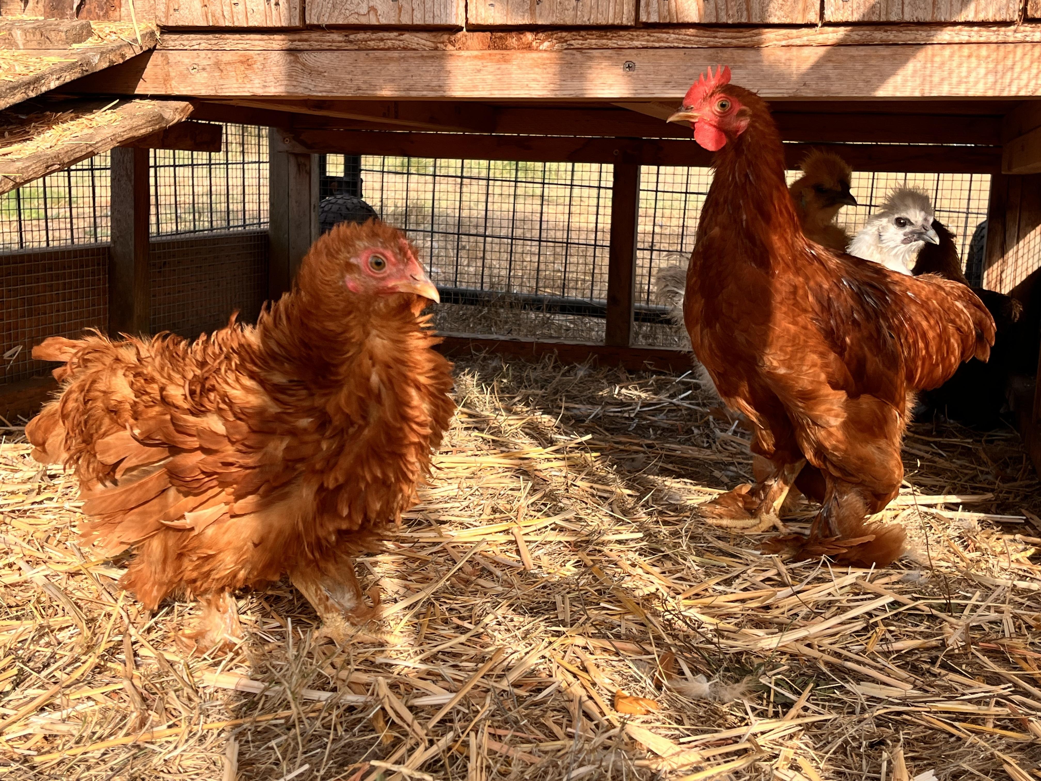 The chicks, a Adopted Chicken in Roy, WA image 2/6