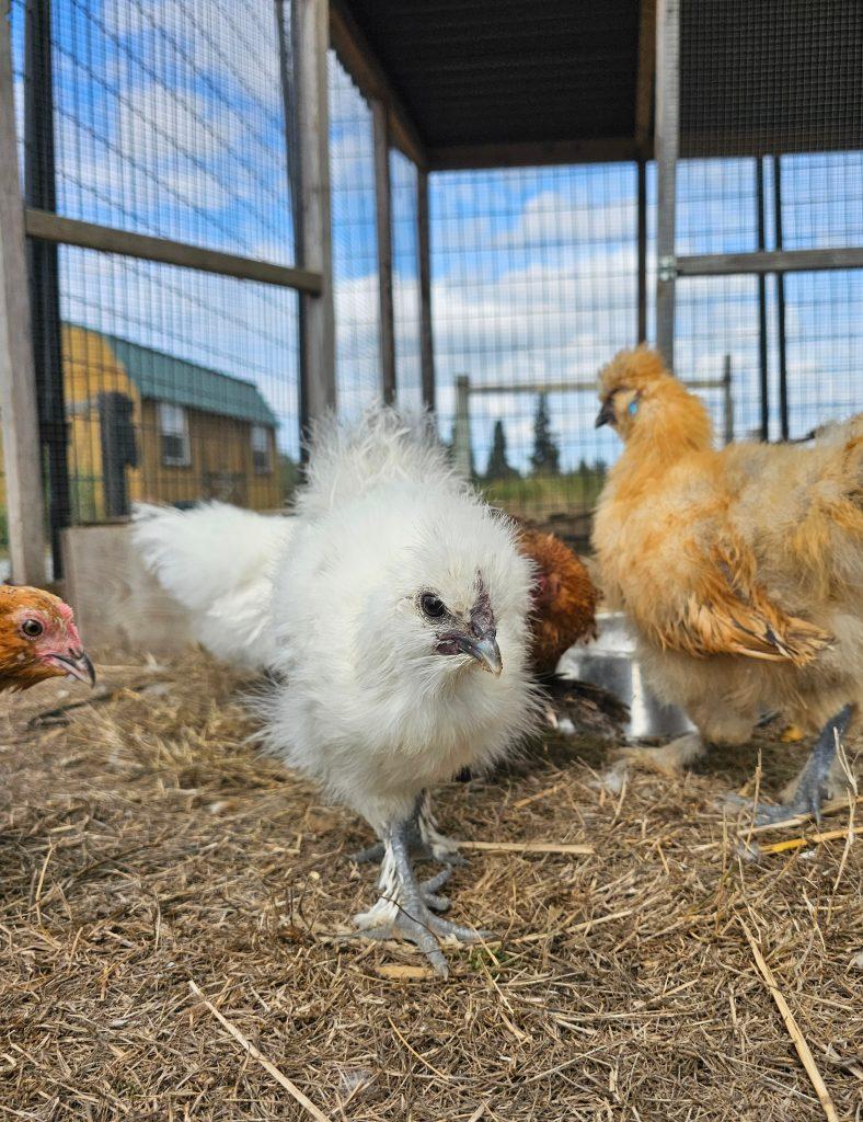 The chicks, a Adopted Chicken in Roy, WA image 3/6