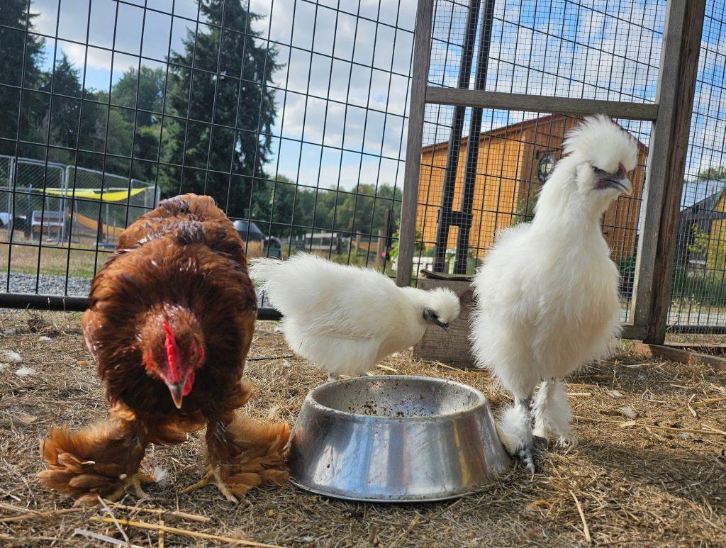 The chicks, a Adopted Chicken in Roy, WA image 4/6
