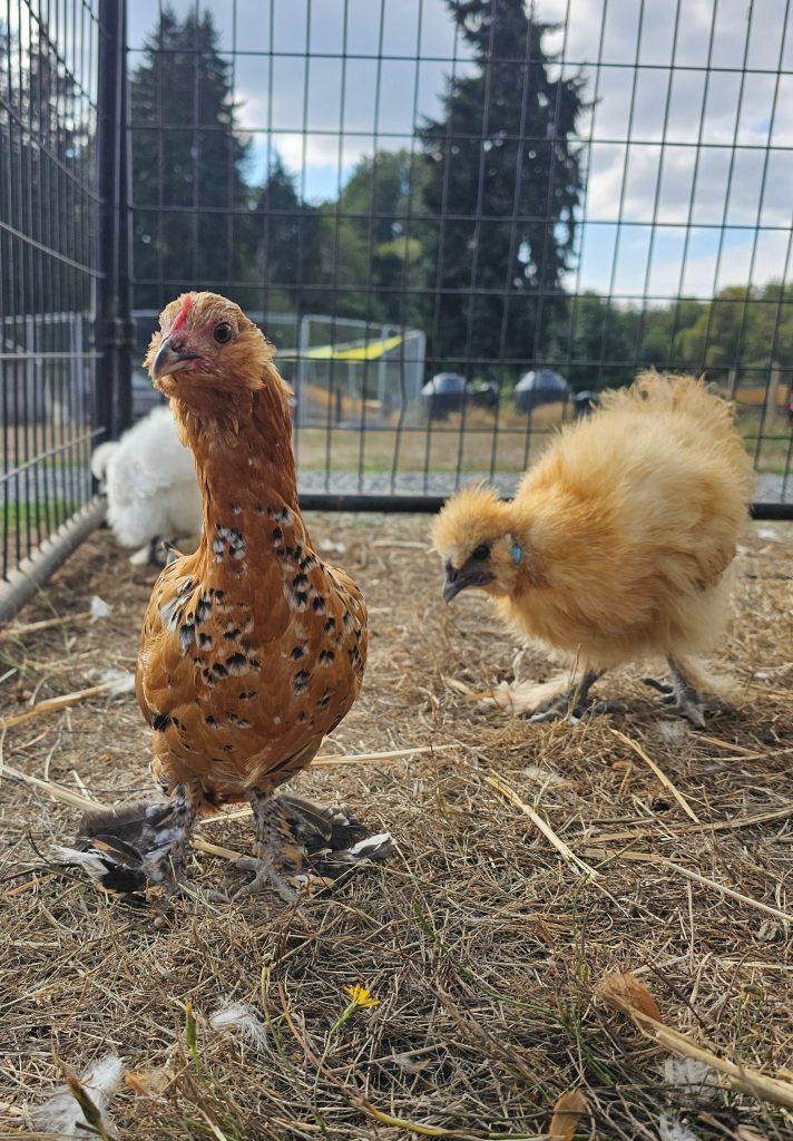 The chicks, a Adopted Chicken in Roy, WA image 5/6