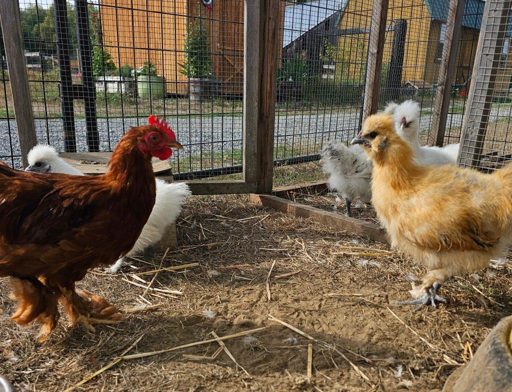 The chicks, a Adopted Chicken in Roy, WA image 6/6