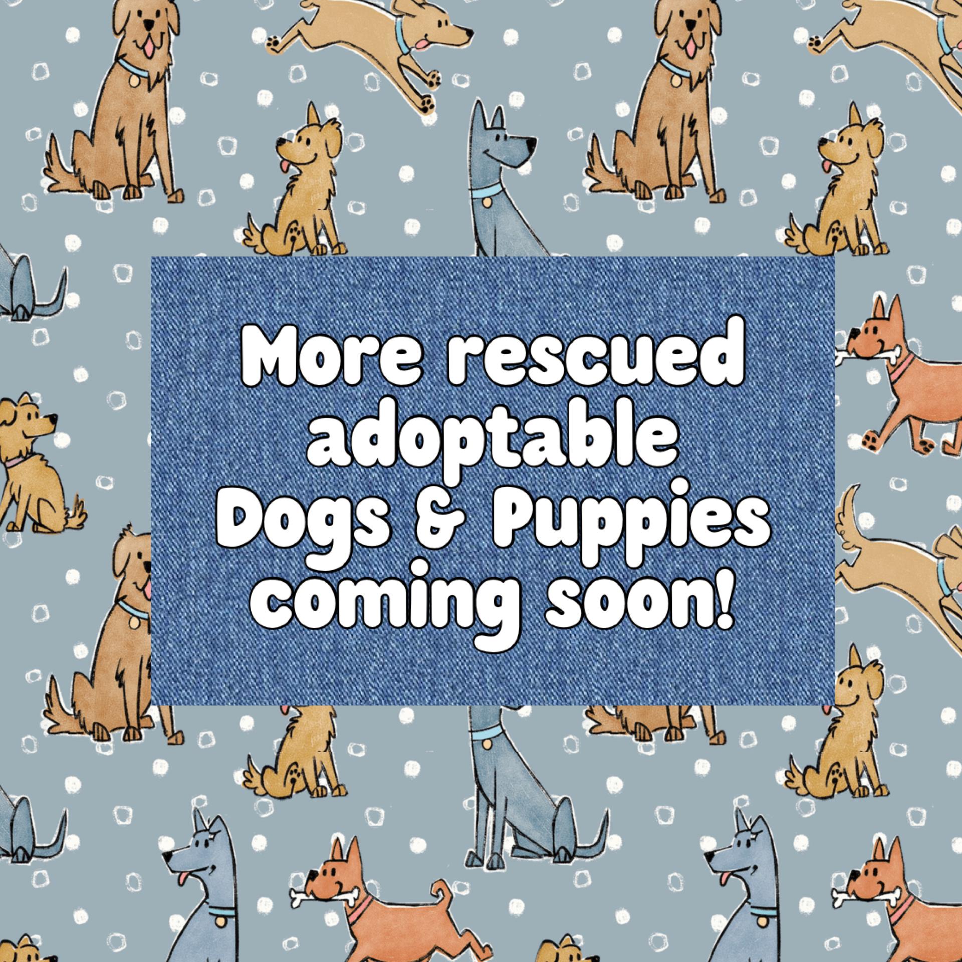 More Puppies & Adult Dogs coming soon