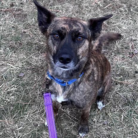 Enlarge Loba, a Adoptable Dutch Shepherd in South Elgin, IL image 1/5