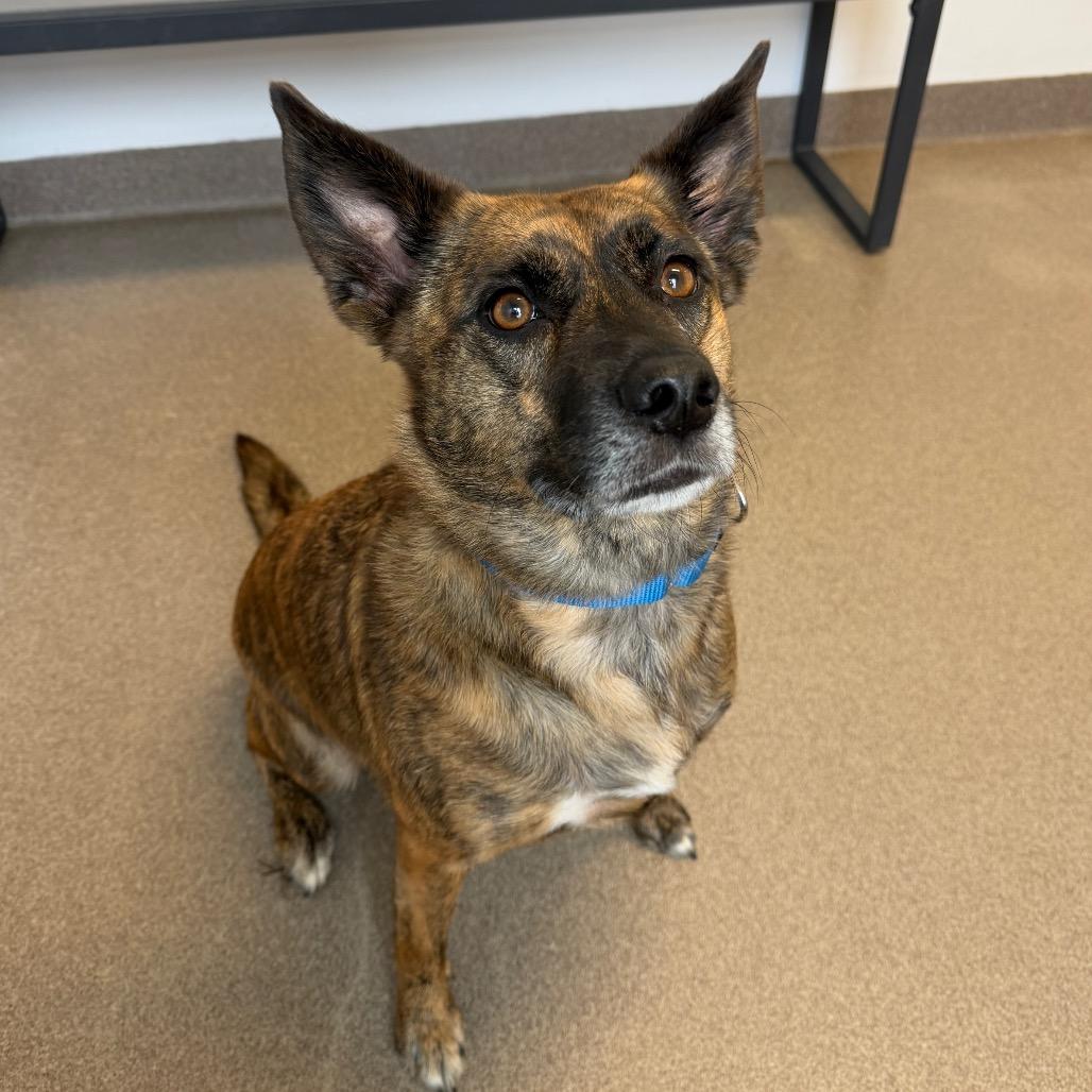 Enlarge Loba, a Adoptable Dutch Shepherd in South Elgin, IL image 2/5
