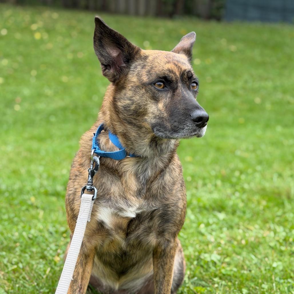 Enlarge Loba, a Adoptable Dutch Shepherd in South Elgin, IL image 3/5