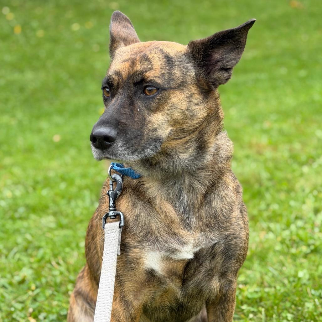 Enlarge Loba, a Adoptable Dutch Shepherd in South Elgin, IL image 4/5