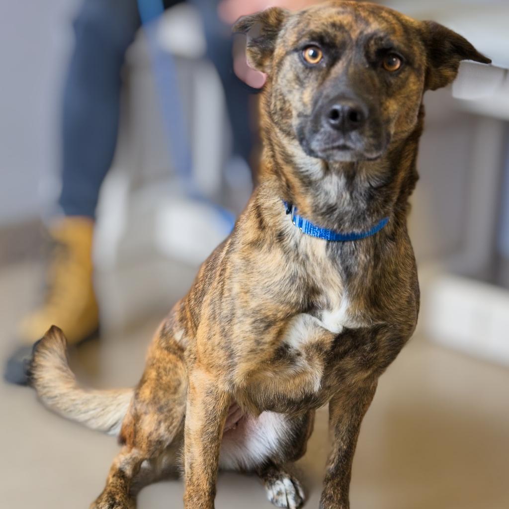 Enlarge Loba, a Adoptable Dutch Shepherd in South Elgin, IL image 5/5