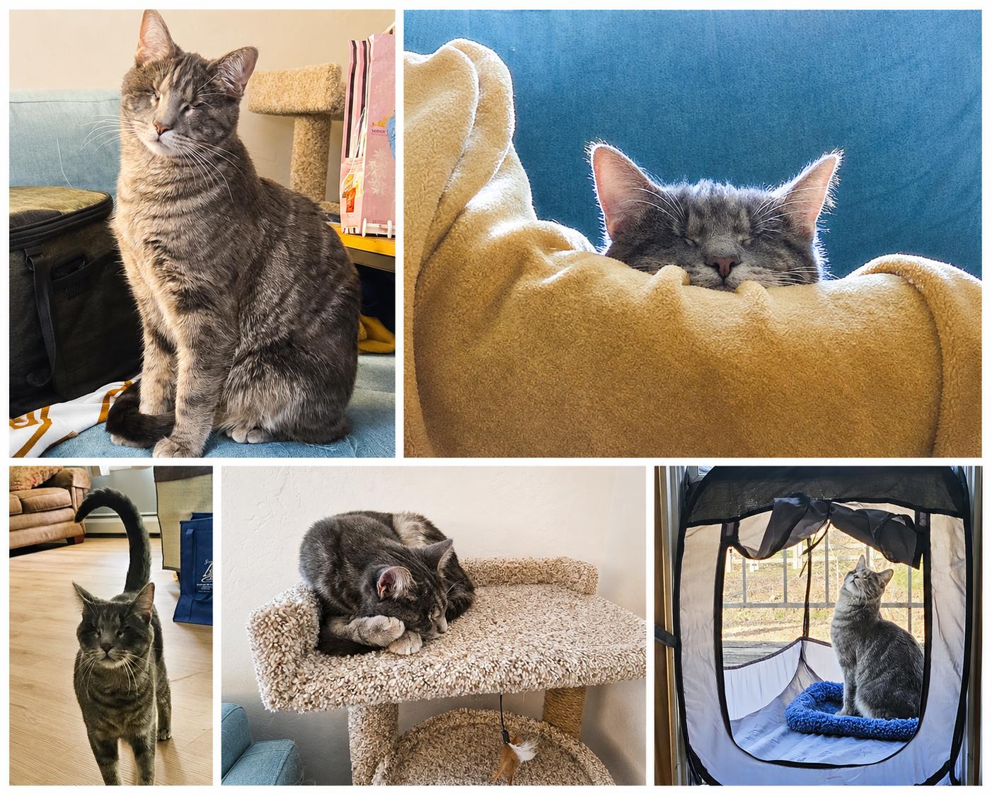 Enlarge Pirate, an adopted American Shorthair in Falls Church, VA image 1/6