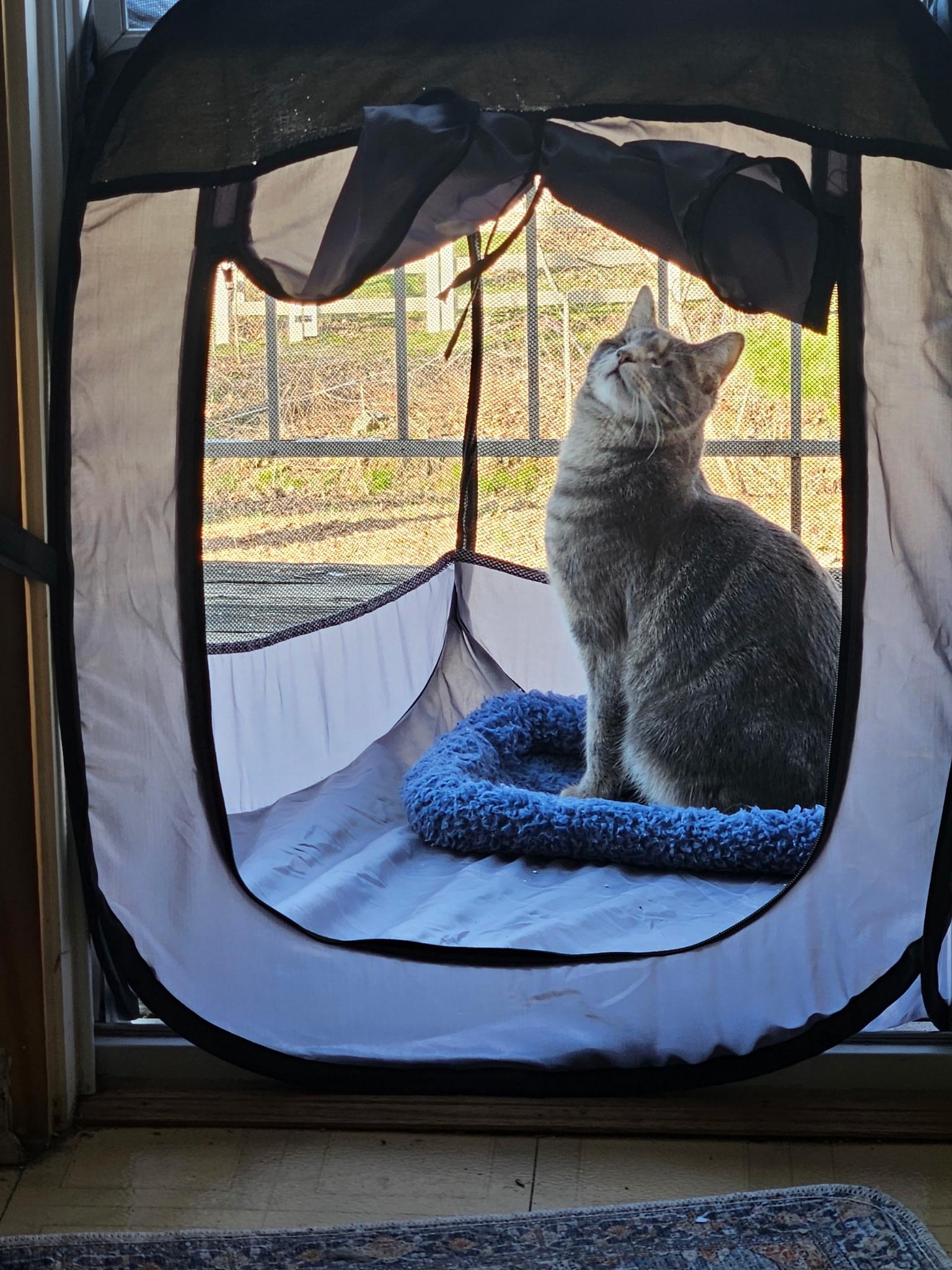 Enlarge Pirate, an adopted American Shorthair in Falls Church, VA image 5/6