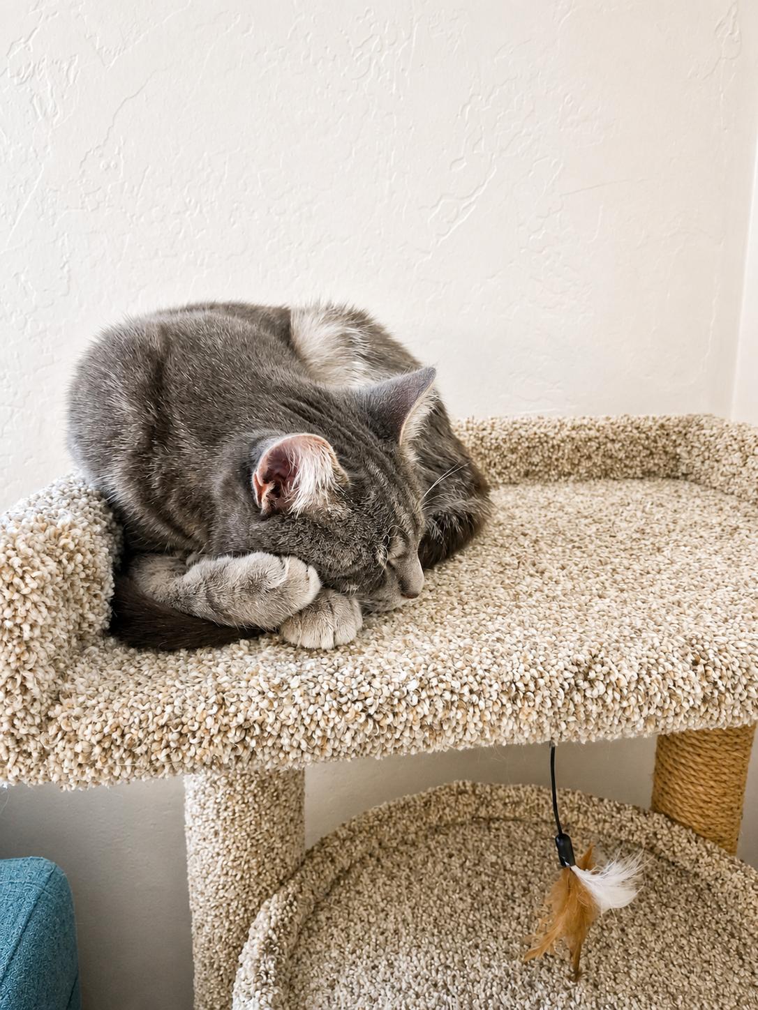 Enlarge Pirate, an adopted American Shorthair in Falls Church, VA image 3/6