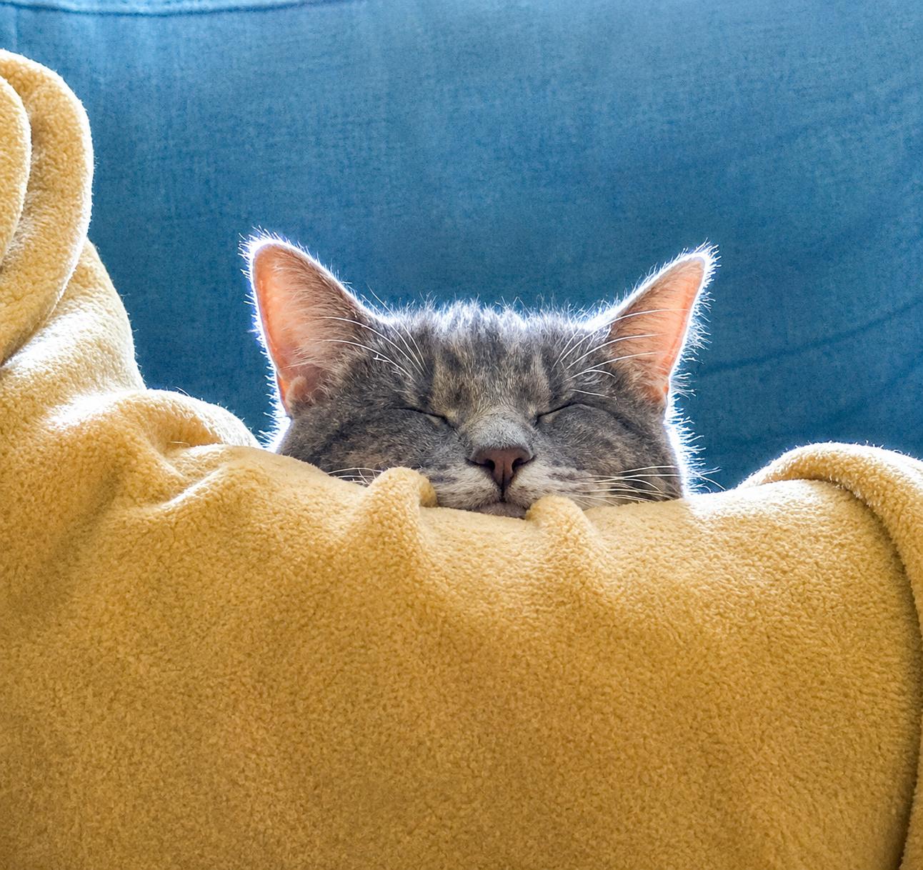 Enlarge Pirate, an adopted American Shorthair in Falls Church, VA image 2/6