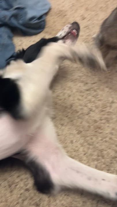 Enlarge Pirate, an adopted American Shorthair in Falls Church, VA video 6/6