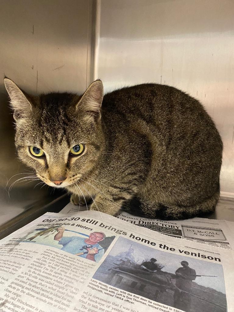 Norbert, Adoptable, Young Male Domestic Short Hair.