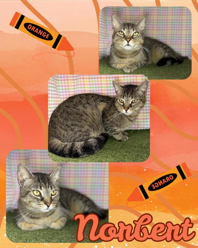 Enlarge Norbert, a Adoptable mixed breed in Hopkinsville, KY image 2/2