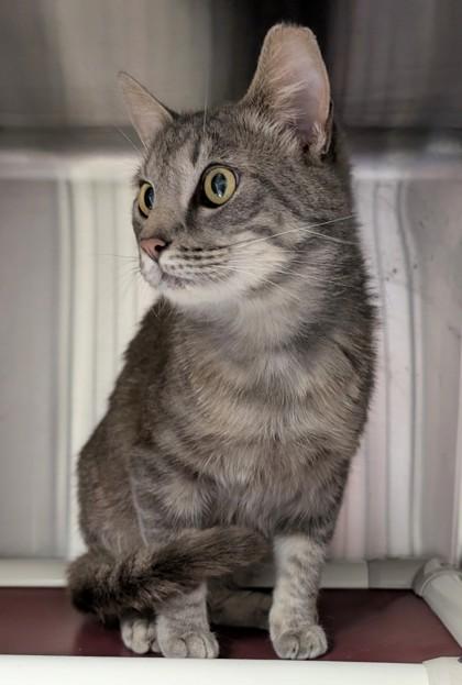 Sam, a Adoptable mixed breed in Taylorsville, NC image 1/2