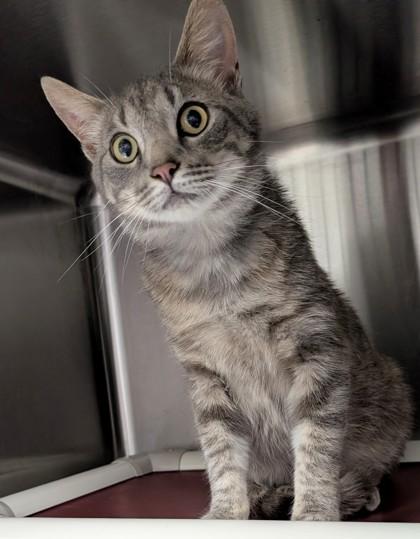 Sam, a Adoptable mixed breed in Taylorsville, NC image 2/2