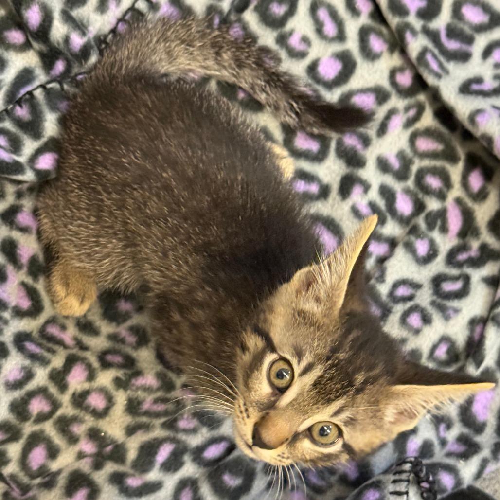 Mr Fischer, Adoptable, Kitten Male Domestic Short Hair.