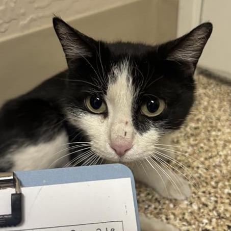 Puddles, Adoptable, Young Female Domestic Short Hair.