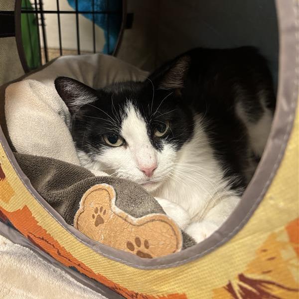 Puddles, a Adoptable Domestic Short Hair in Tempe, AZ image 2/2