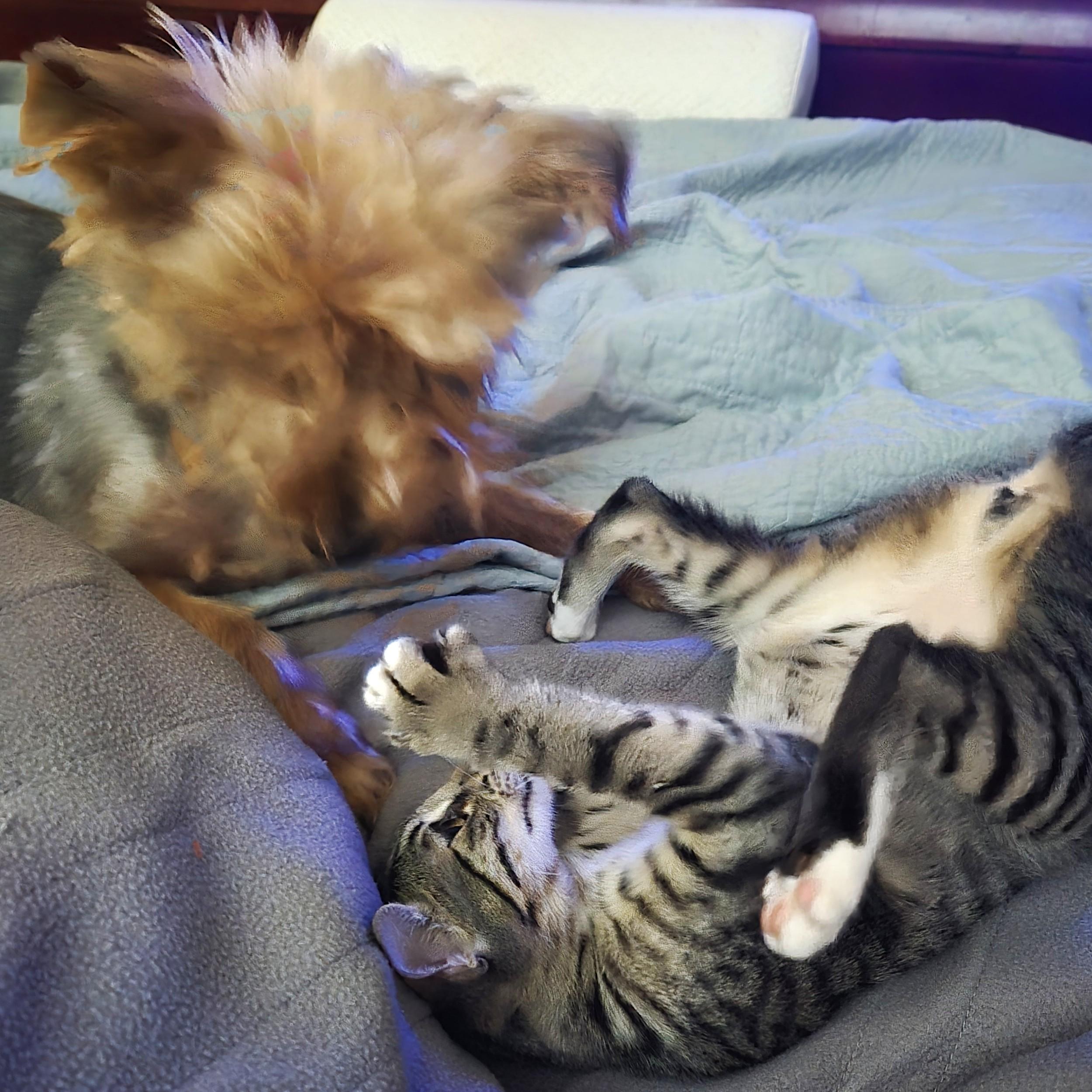 Enlarge Barley, a ADOPTABLE Tabby in Smithfield, NC image 3/5