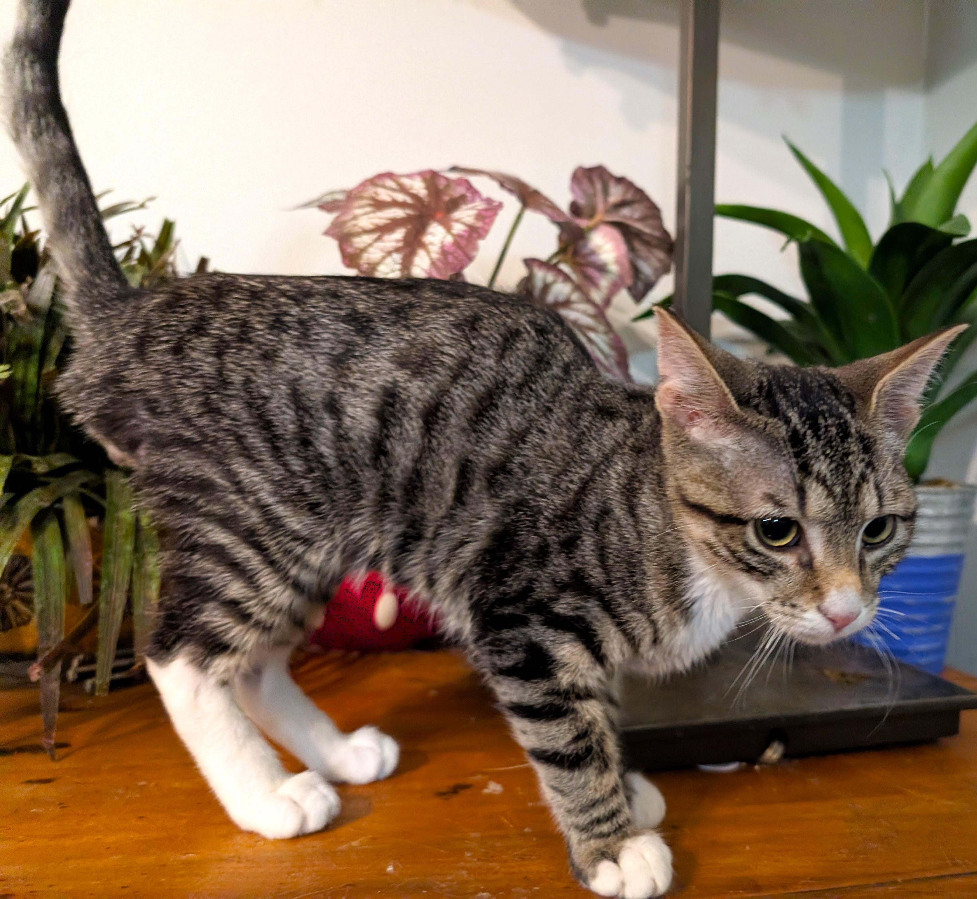 Enlarge Barley, a ADOPTABLE Tabby in Smithfield, NC image 1/5