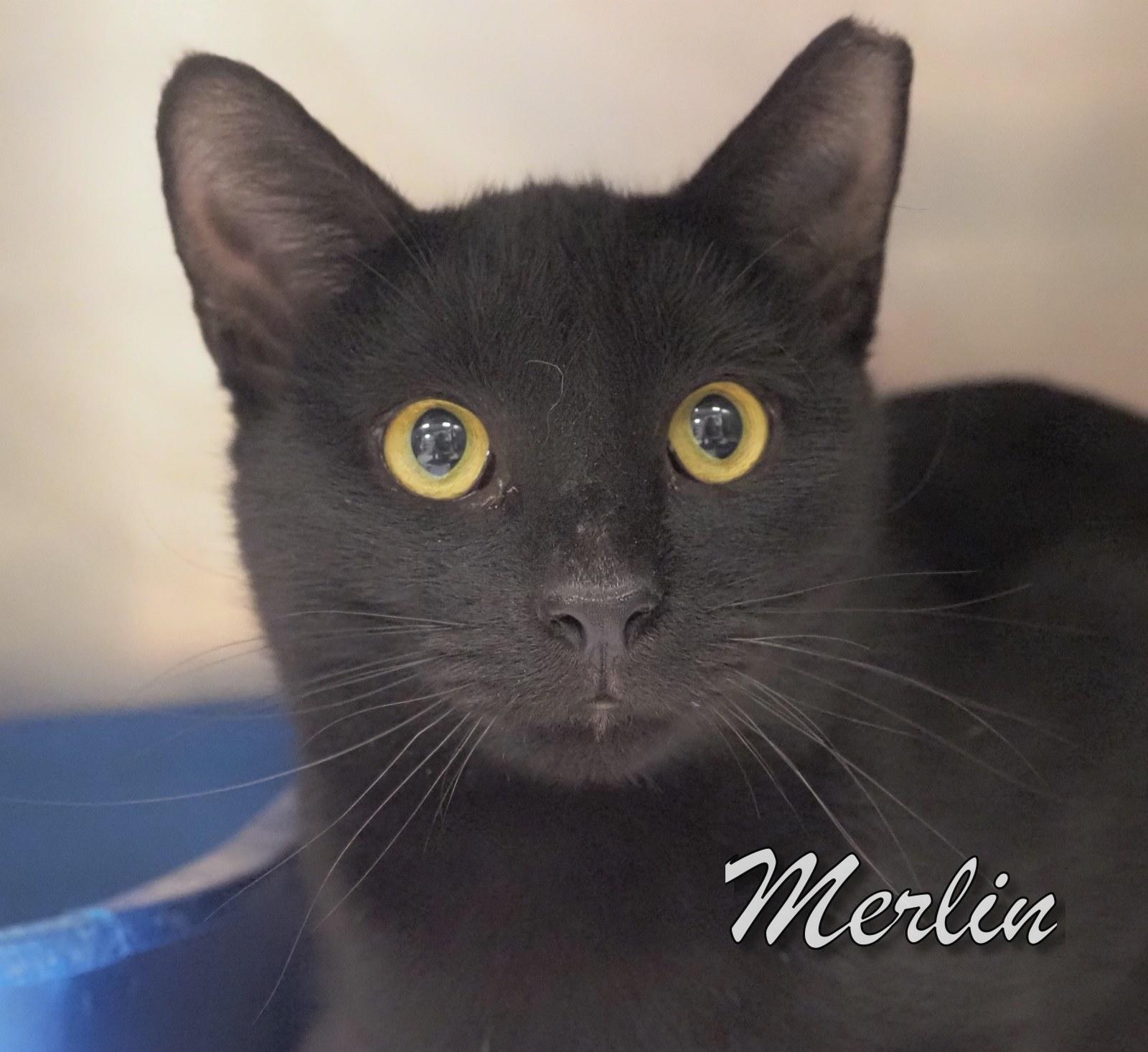 Merlin