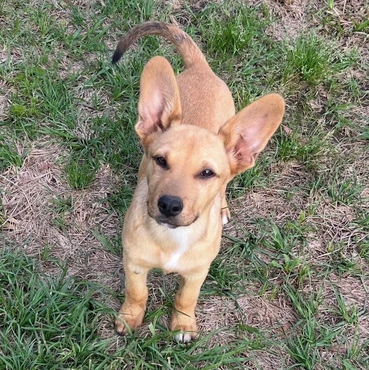 Oliver, Adoptable, Puppy Male Corgi.