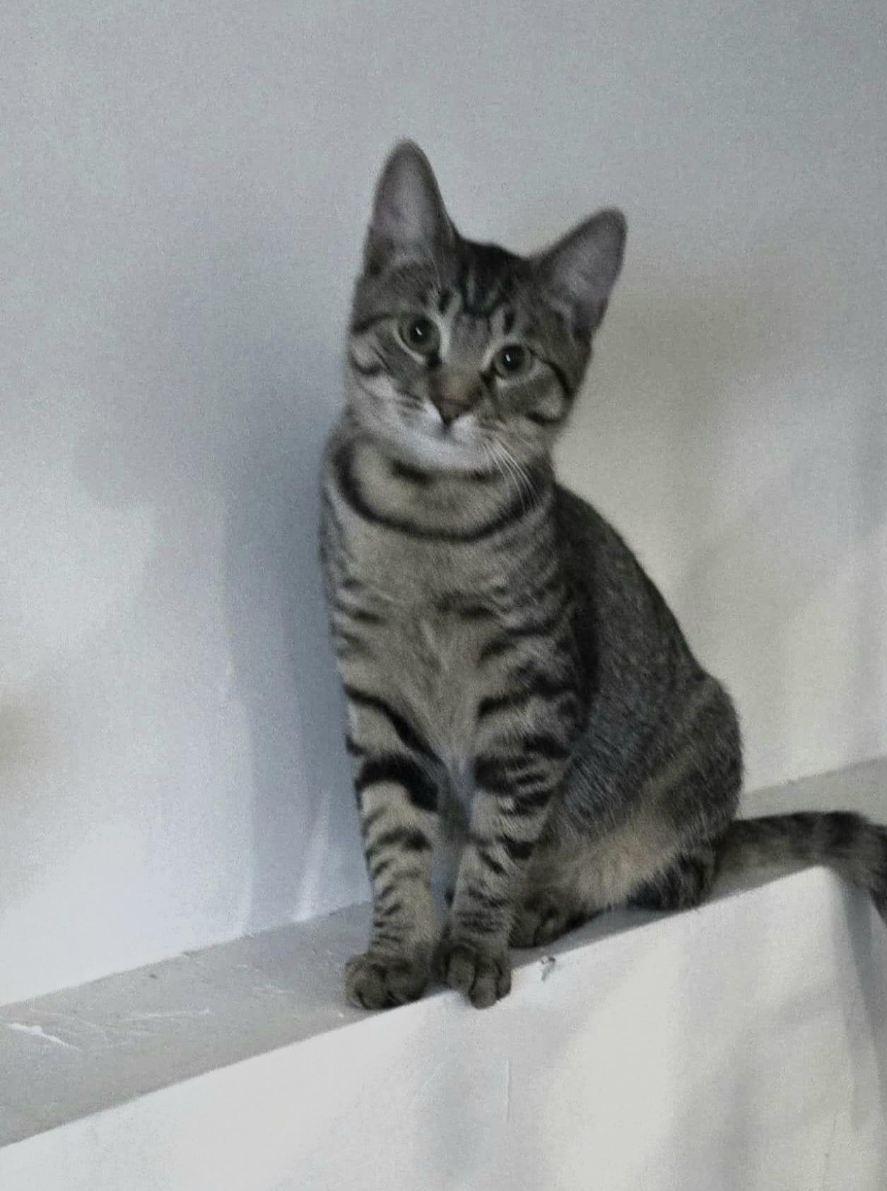 Iris, Adoptable, Kitten Female Tabby & Domestic Short Hair.