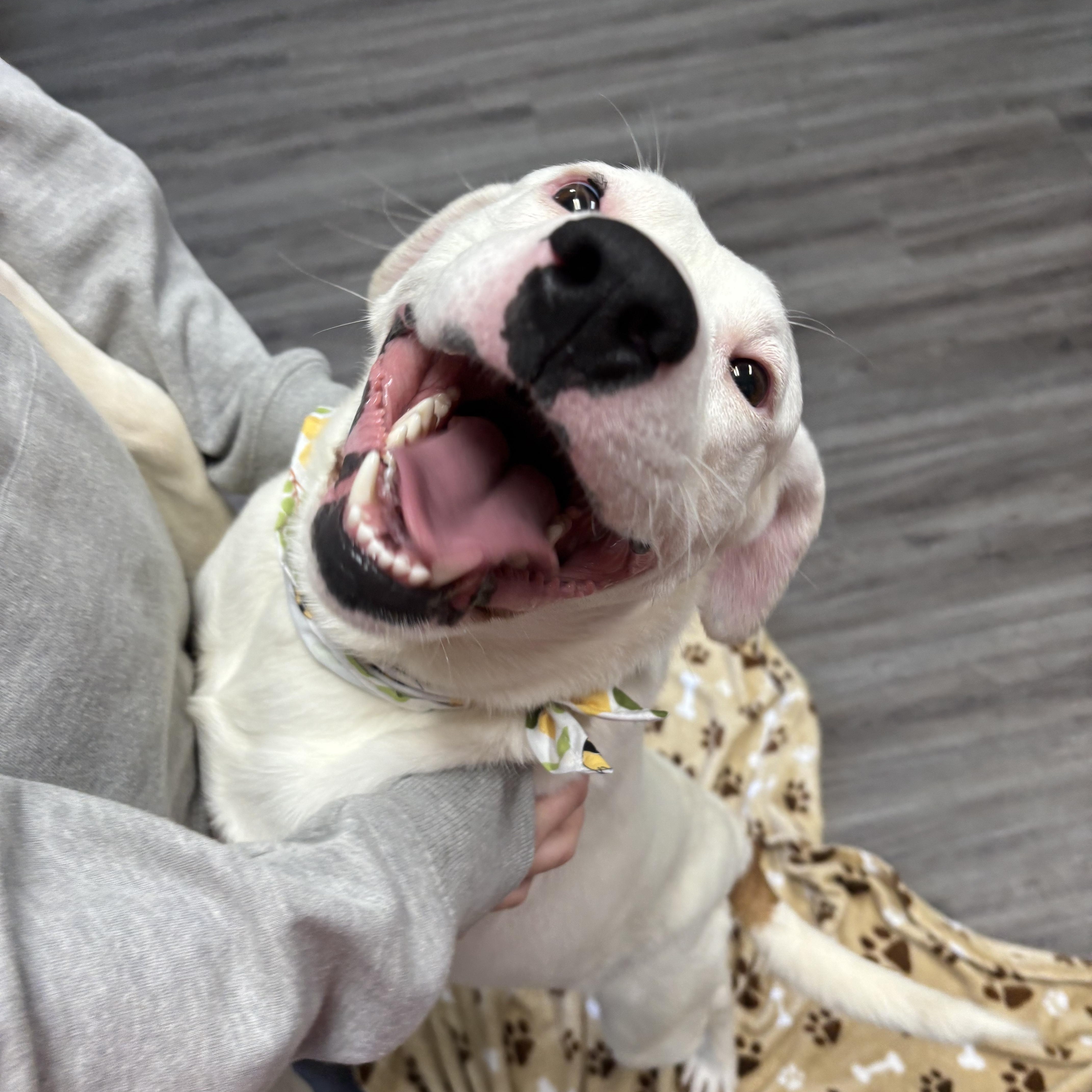 Enlarge Luigi, a ADOPTABLE mixed breed in Circleville, OH image 2/3