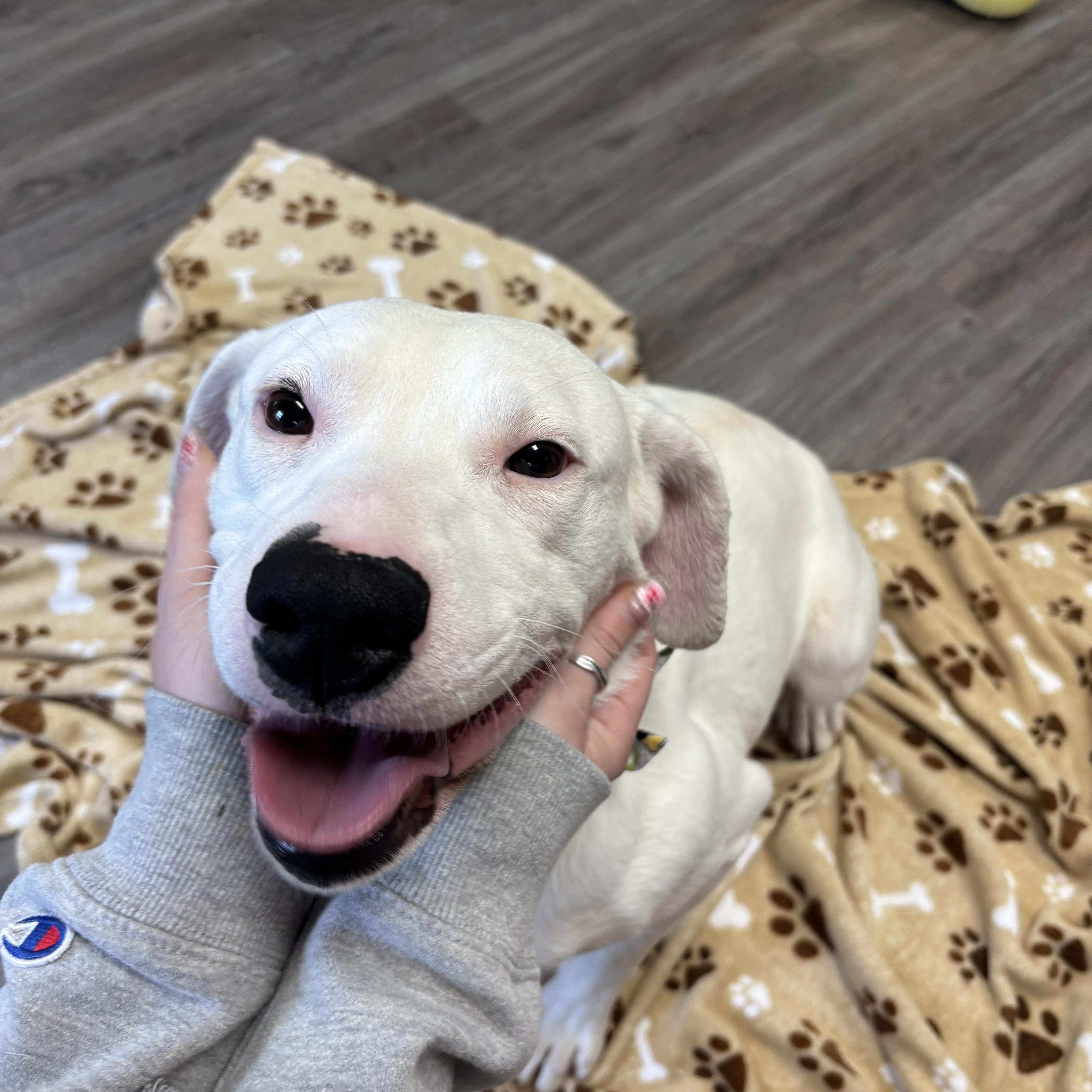 Luigi, ADOPTABLE, Adult Male Mixed Breed.