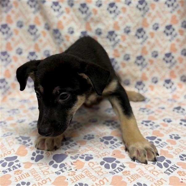 Yankee, Adoptable, Puppy Male German Shepherd Dog.