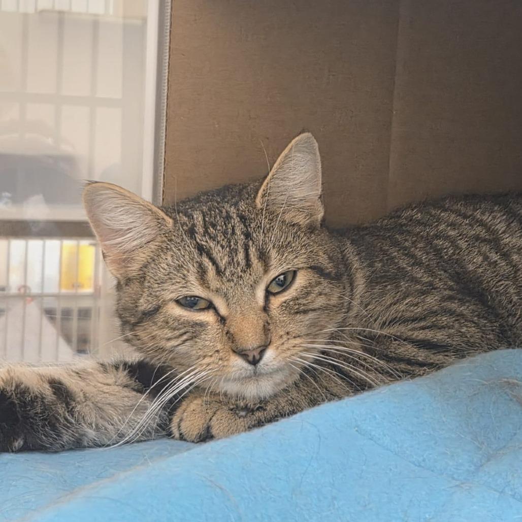 Honey Bear, a Adoptable Domestic Short Hair in Ballston Spa, NY image 1/3