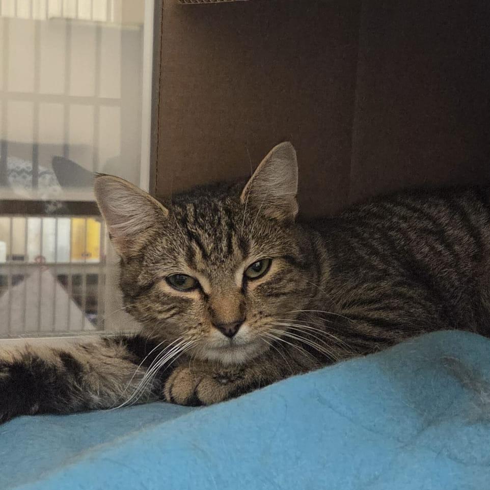 Honey Bear, a Adoptable Domestic Short Hair in Ballston Spa, NY image 2/3