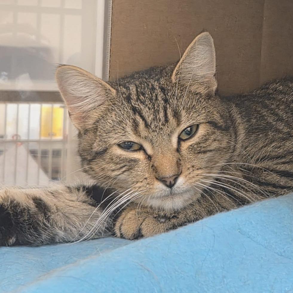 Honey Bear, a Adoptable Domestic Short Hair in Ballston Spa, NY image 3/3