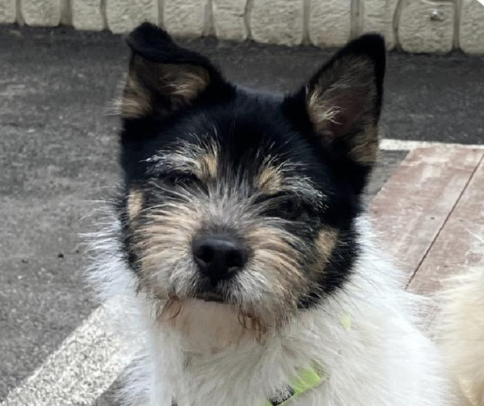 Sesame, ADOPTABLE, Adult Male Terrier.