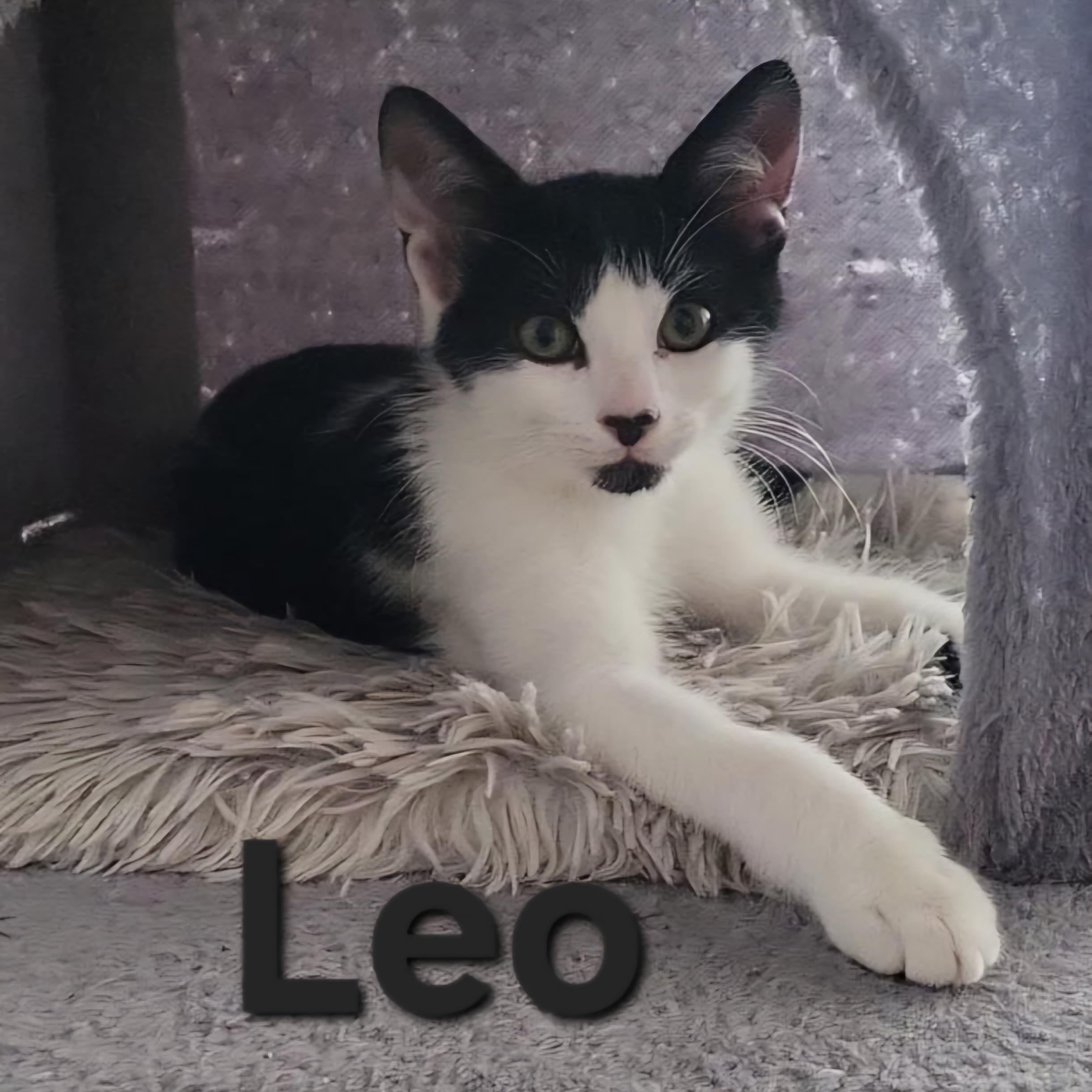 Leo, Adoptable, Kitten Male Domestic Short Hair.