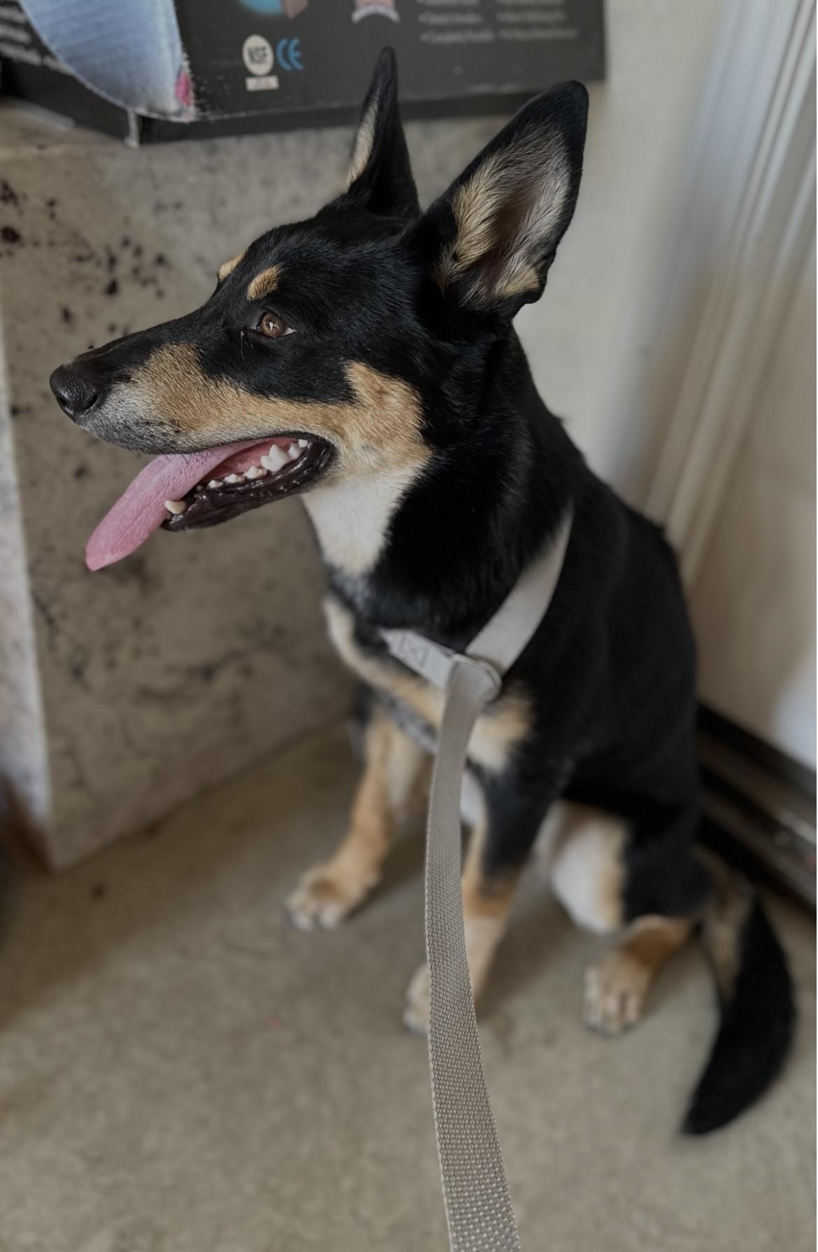 Siren, Adoptable, Young Female Australian Cattle Dog / Blue Heeler.