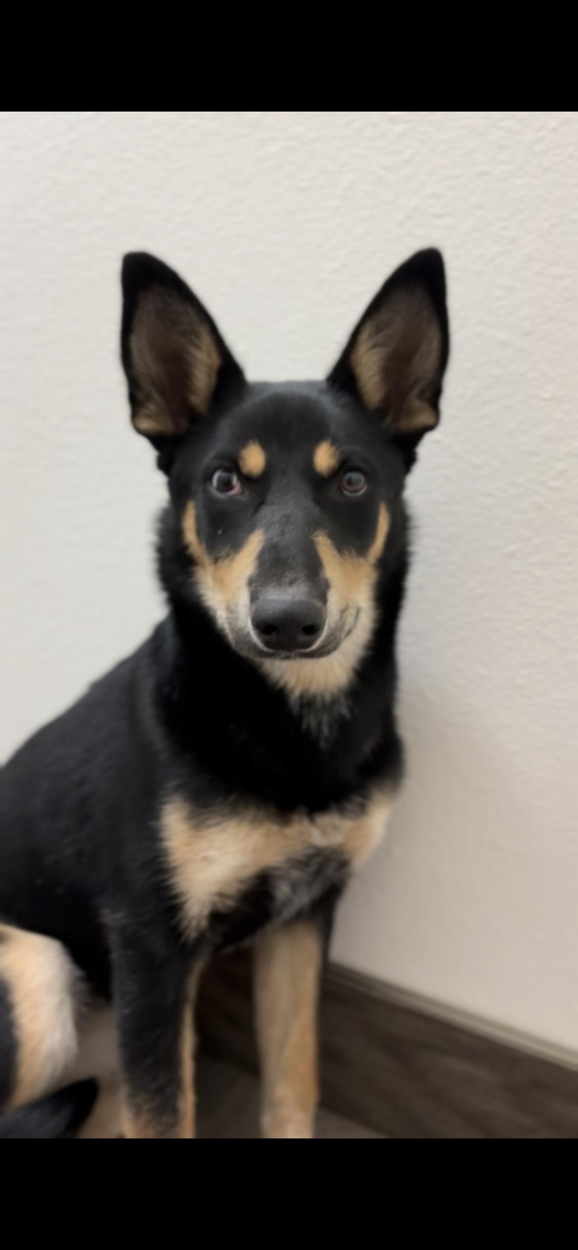 Enlarge Siren, a Adoptable mixed breed in Palm desert, CA image 2/3