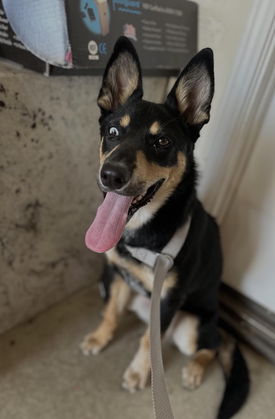 Enlarge Siren, a Adoptable mixed breed in Palm desert, CA image 3/3