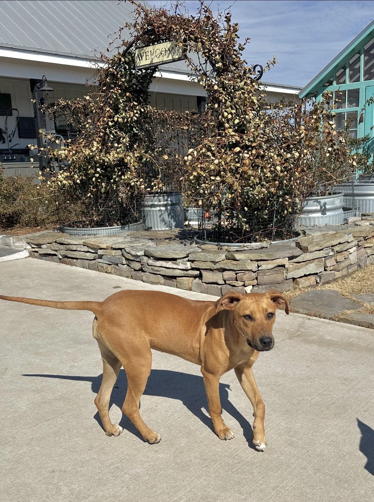 Aiya, adoptable, Young Female Rhodesian Ridgeback.