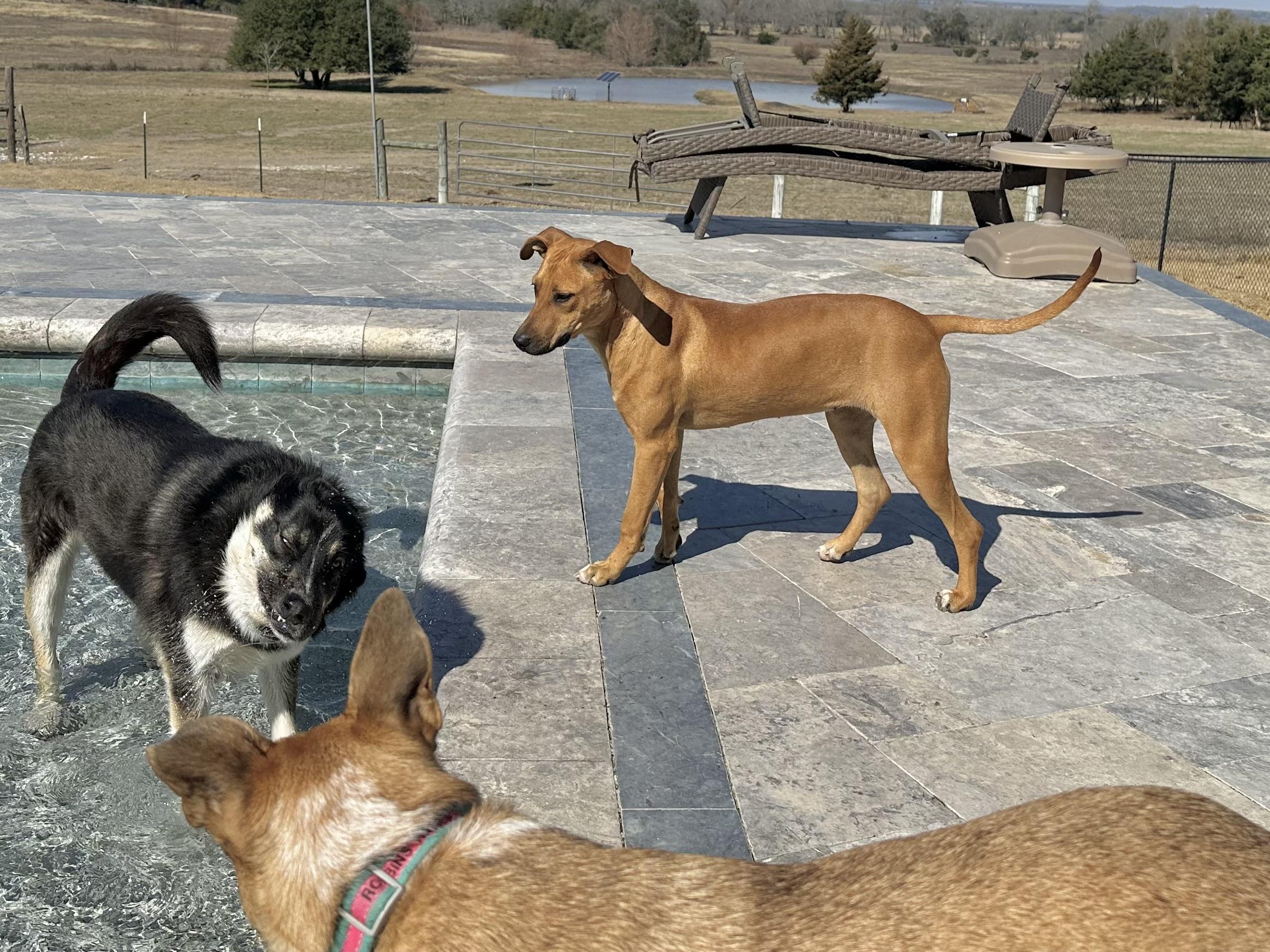 Aiya, an adoptable mixed breed in West Islip, NY image 2/5