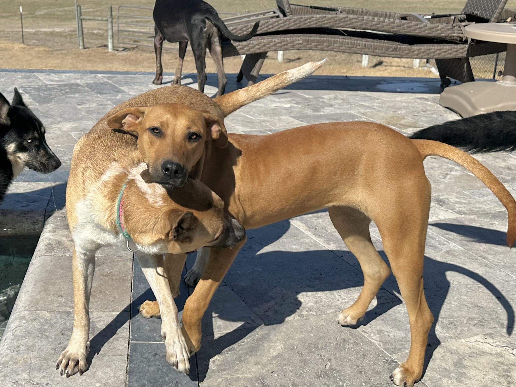 Aiya, an adoptable mixed breed in West Islip, NY image 4/5