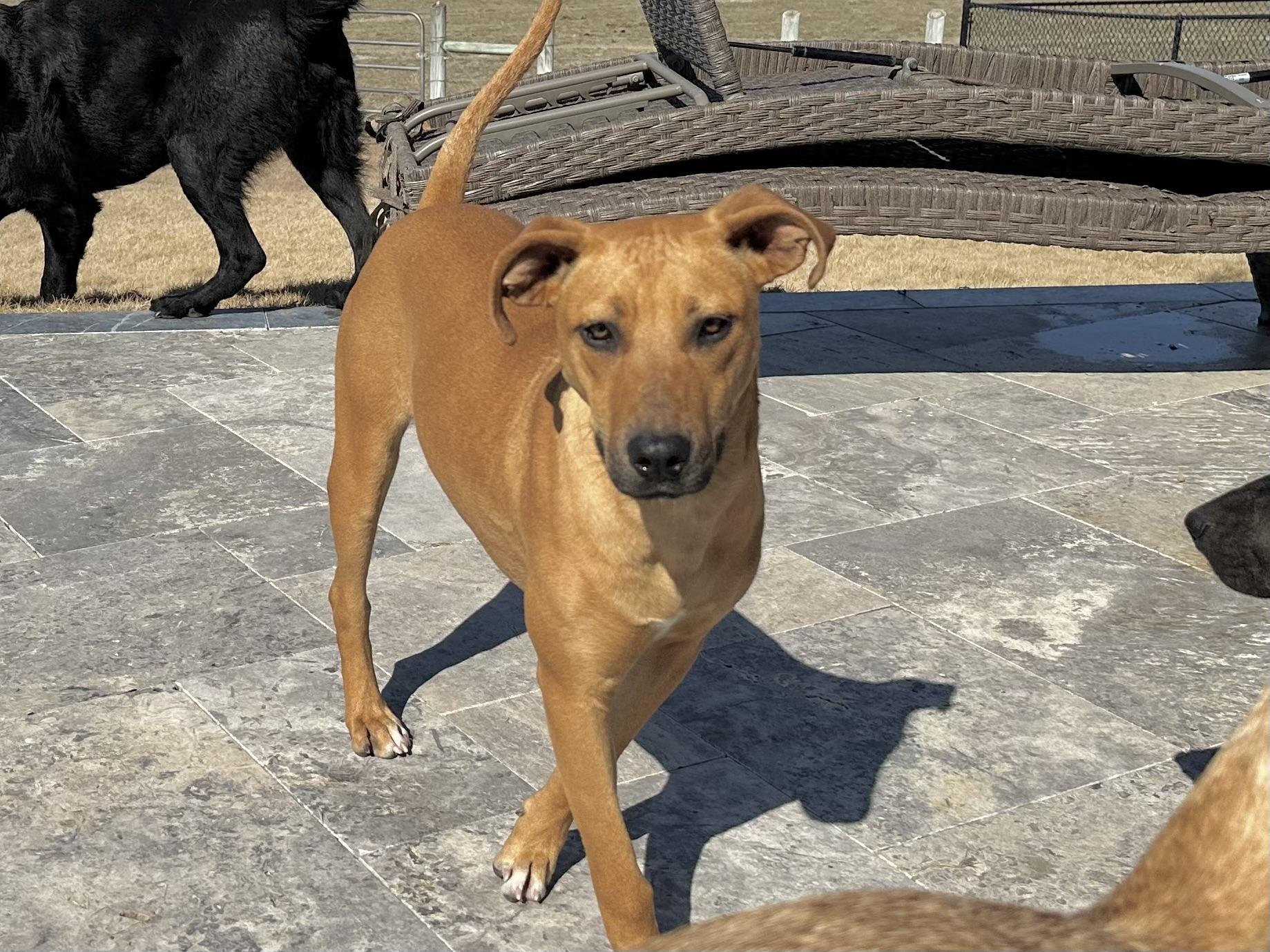 Aiya, an adoptable mixed breed in West Islip, NY image 3/5