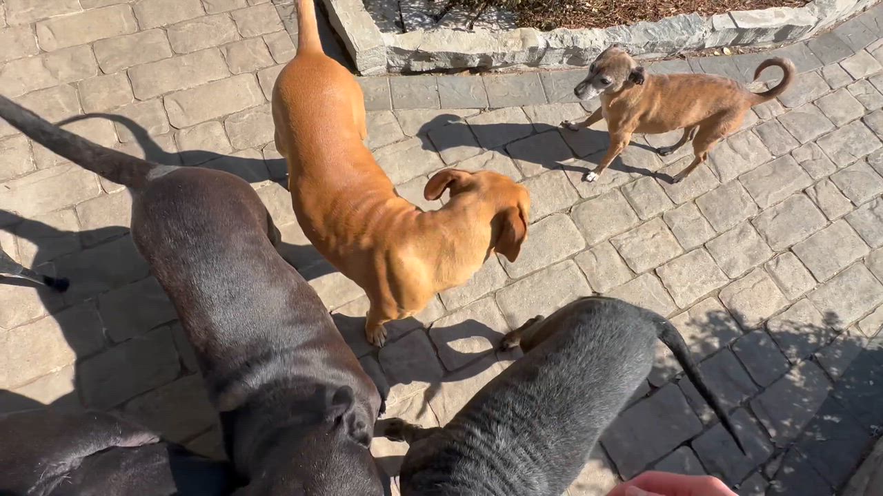 Enlarge Aiya, an adoptable mixed breed in West Islip, NY video 5/5