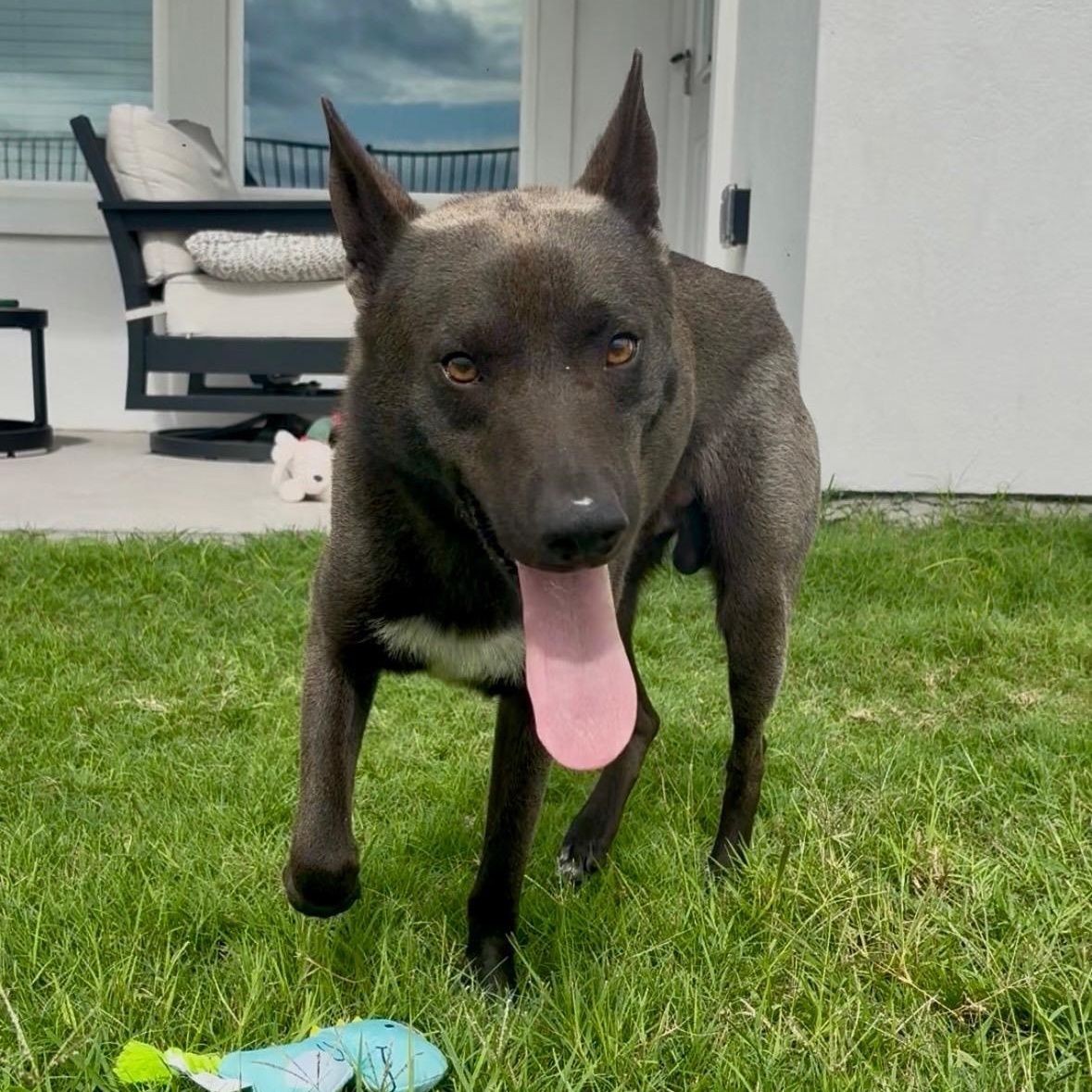 Nero, adopted, Young Male Belgian Shepherd / Malinois & German Shepherd Dog.