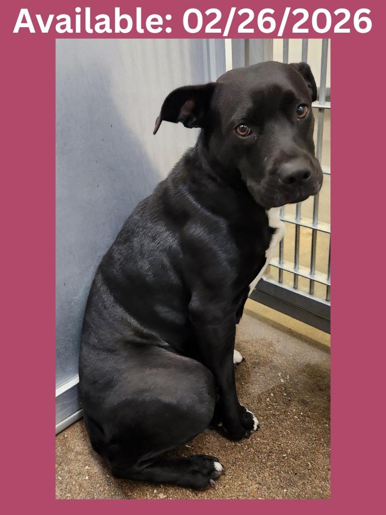 Enlarge Dog Kennel #3, a Adoptable mixed breed in Greenville, TX image 1/1