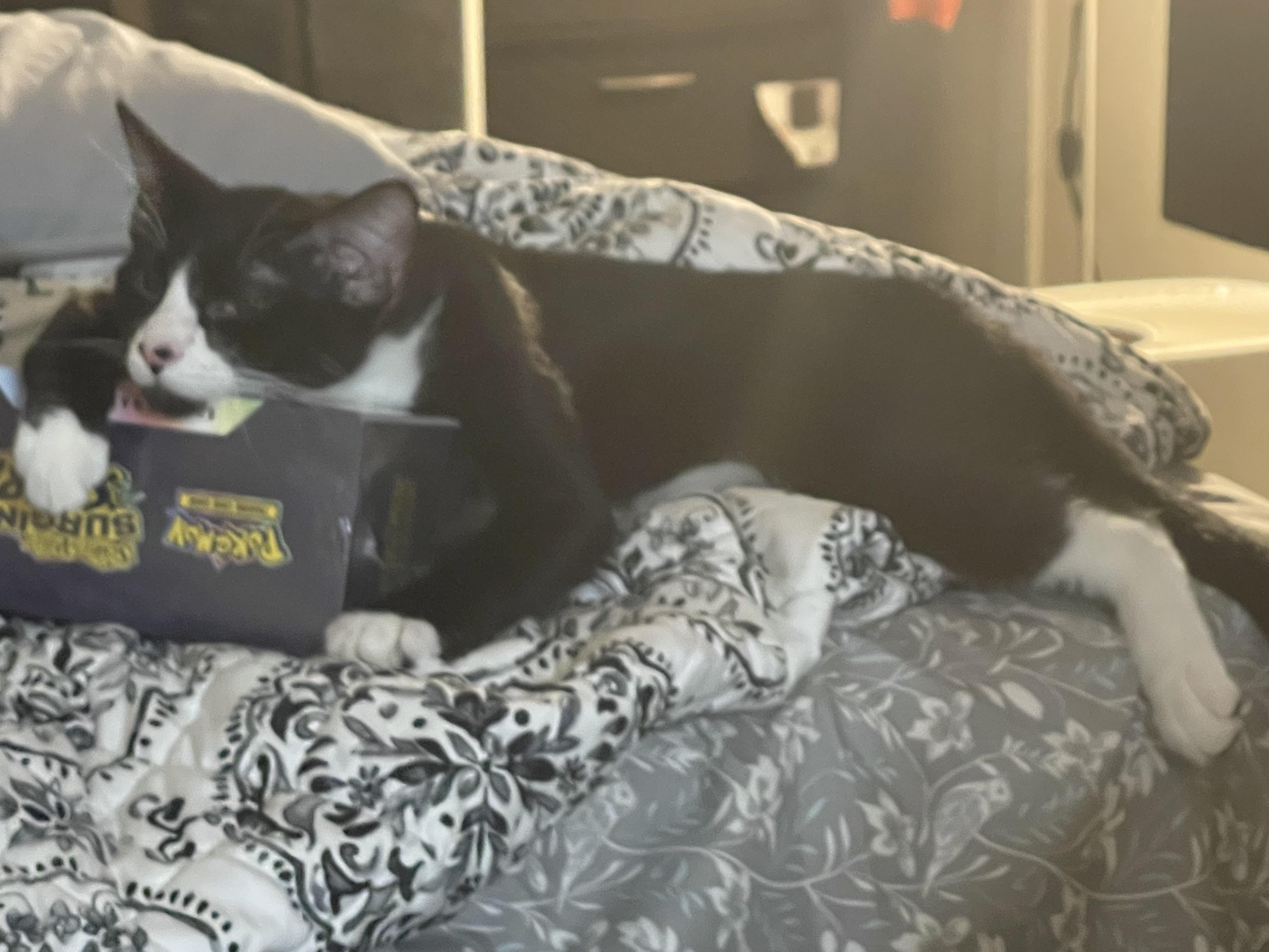 Enlarge Felinestein, an adoptable Domestic Short Hair in Santa Ana, CA image 5/5